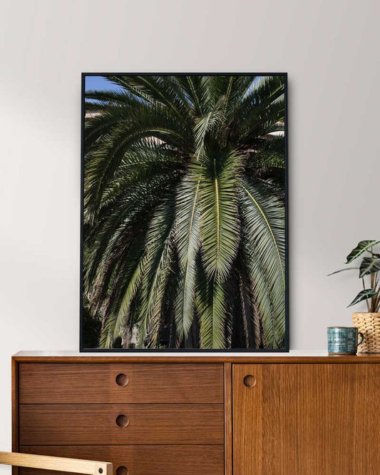 Closeup Palm